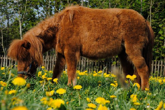 Reiterparadies Sonnenhof- wo (Reiter-)Trume wahr werden